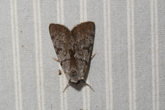 Catocala sordida