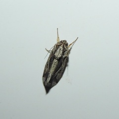 Spodoptera dolichos