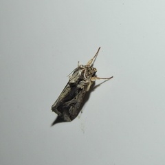 Spodoptera dolichos