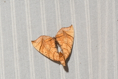 Eulithis gracilineata