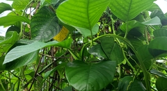 Passiflora quadrangularis