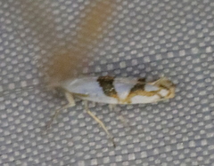Argyresthia oreasella