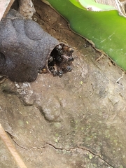 Scaptotrigona postica