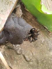 Scaptotrigona postica