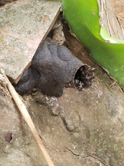 Scaptotrigona postica