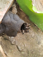 Scaptotrigona postica