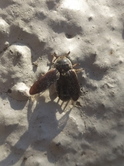 Dermestes frischii