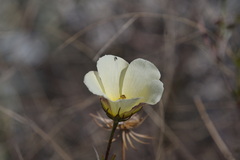 Hibiscus coulteri