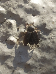 Dermestes frischii