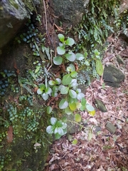 Peperomia urvilleana