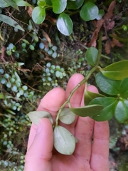 Peperomia urvilleana