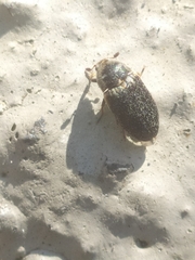 Dermestes frischii