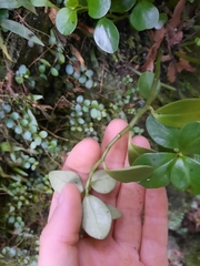 Peperomia urvilleana