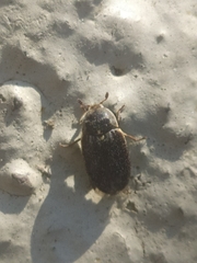 Dermestes frischii