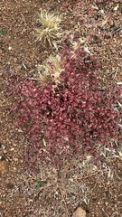 Euphorbia melanadenia