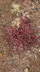 Euphorbia melanadenia