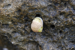 Nerita plicata