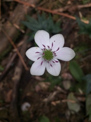 Knowltonia hepaticifolia