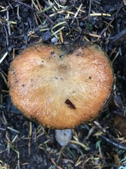 Suillus ponderosus