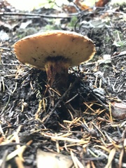 Suillus ponderosus