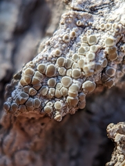 Lecanora