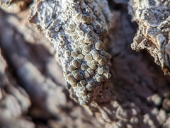 Lecanora