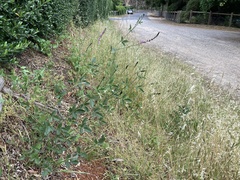 Cullen australasicum