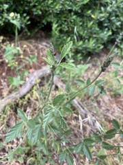 Cullen australasicum