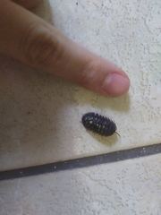 Armadillidium granulatum