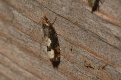 Epinotia trigonella