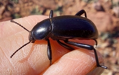 Eleodes longicollis