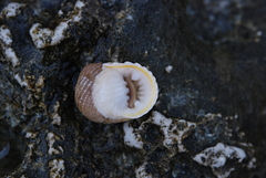 Nerita plicata