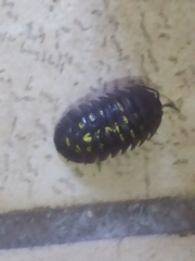 Armadillidium granulatum