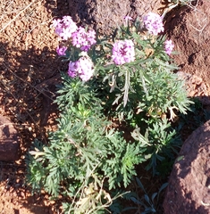 Glandularia wrightii