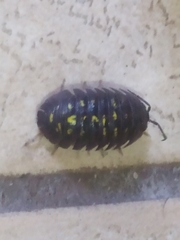 Armadillidium granulatum