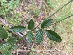 Cullen australasicum