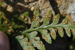 Asplenium pinnatifidum