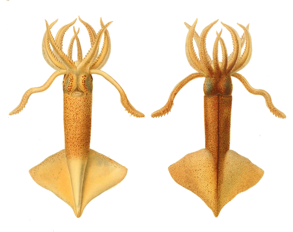 Common Clubhook Squid