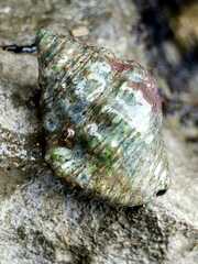 Neogastropoda