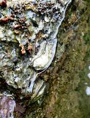 Isognomon radiatus