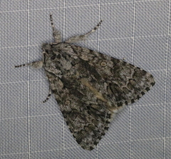 Acronicta impressa