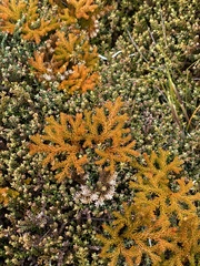 Austrolycopodium fastigiatum