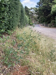 Cullen australasicum