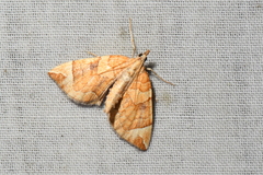 Eulithis testata
