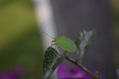 Chlorocoris