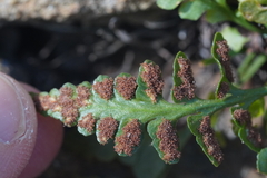 Asplenium pinnatifidum
