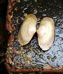 Tellinidae