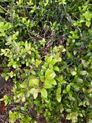 Metrosideros diffusa