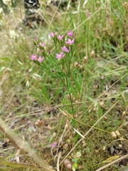 Centaurium erythraea
