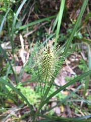 Carex erinacea